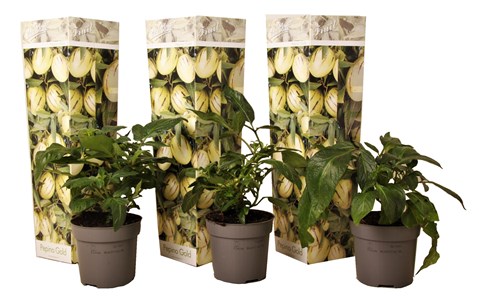 Pepino gold melon pear - 3