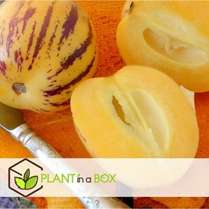 Pepino gold melon pear - 3