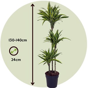 Dracaena xxl lemon lime
