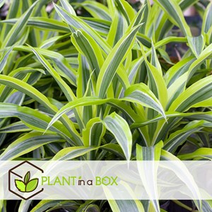 Dracaena xxl lemon lime