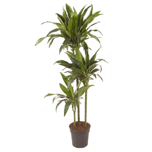 Xxl dracaena janet craig