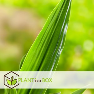 Xxl dracaena janet craig