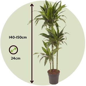 Xxl dracaena janet craig
