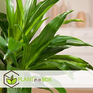 Xxl dracaena janet craig