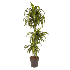 Dracaena hawaiien sunshine xxl