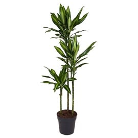 Xxl dracaena cintho