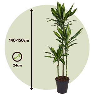 Xxl dracaena cintho