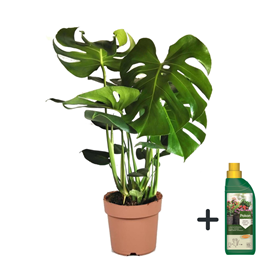 Monstera deliciosa swiss cheese + pokon