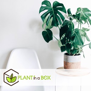 Monstera deliciosa swiss cheese + pokon