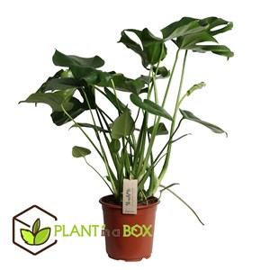 Monstera deliciosa swiss cheese + pokon