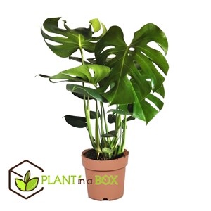 Monstera deliciosa swiss cheese + pokon