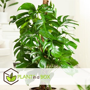 Xxl monstera deliciosa avec tige