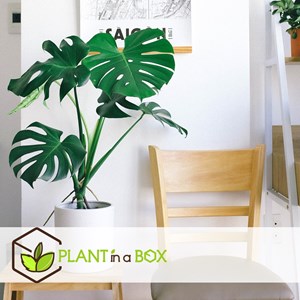 Xxl monstera deliciosa avec tige