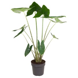 Xxl alocasia zebrina