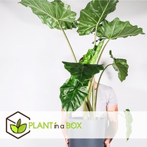 Xxl alocasia portodora