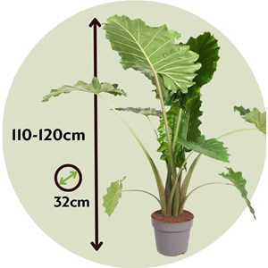 Xxl alocasia portodora