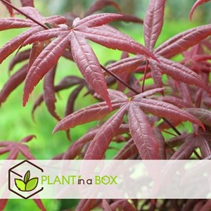 Érable japonais acer starfish - 2