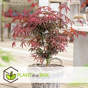 Érable japonais acer starfish - 2