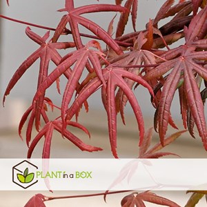 Érable japonais acer starfish - 2