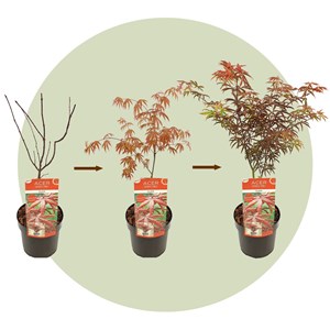 Érable japonais starfish