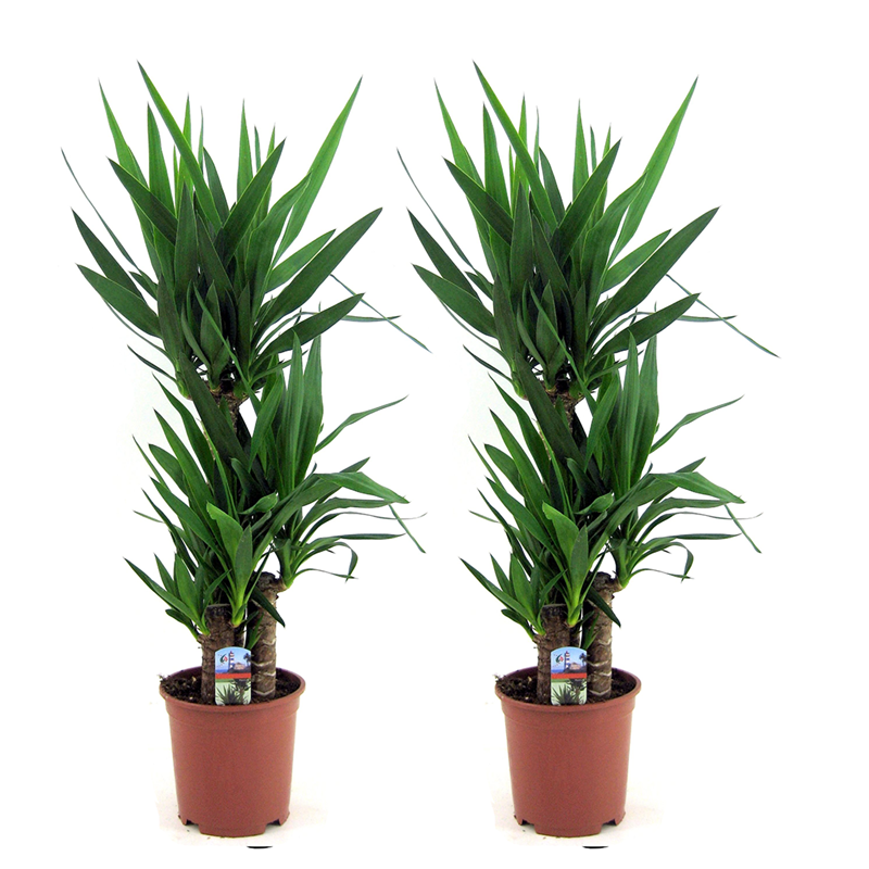 Plant In a Box - Yucca elephantipes xl - 2