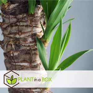 Yucca elephantipes xl - 2