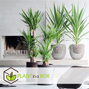 Yucca elephantipes xl - 2