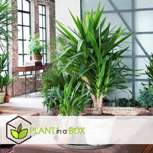 Yucca elephantipes xl - 2