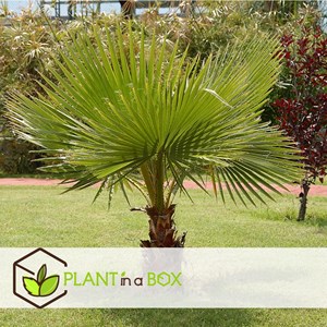 Palmier mexicain washingtonia robusta
