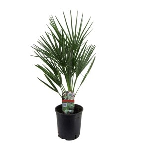 Palmier nain européen 'chamaerops humili