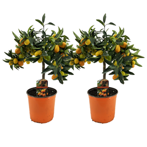 Citrus kumquat sur tige - 2