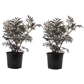 Sambucus black lace - 2