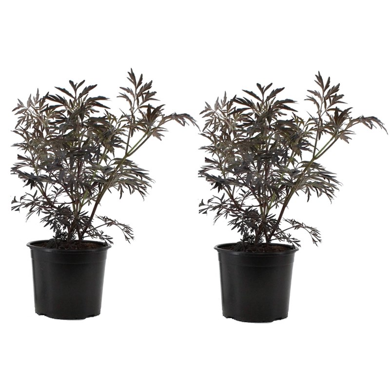 Sambucus black lace - 2