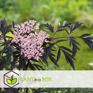 Sambucus black lace - 2