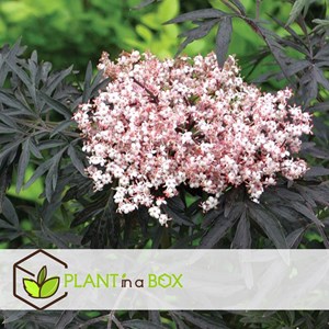 Sambucus black lace - 2