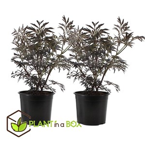 Sambucus black lace - 2