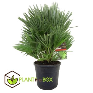 Xl chamaerops vulcano palmier