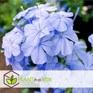 Plumbago mens loyalty - 6