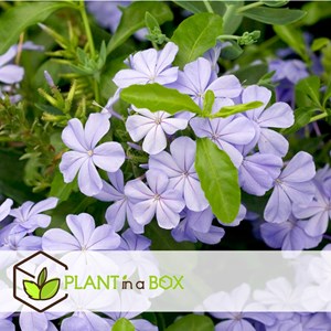 Plumbago mens loyalty - 6