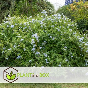 Plumbago mens loyalty - 6