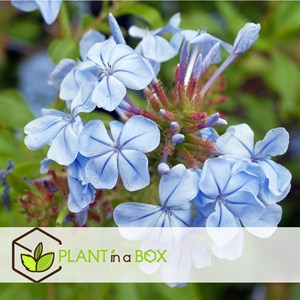 Plumbago mens loyalty - 6