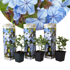 Plumbago mens loyalty - 3