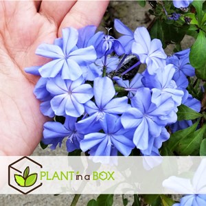 Plumbago mens loyalty - 3