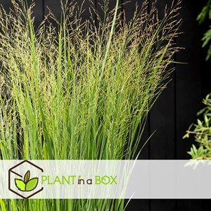 Panicum northwind - 2