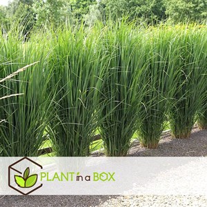 Panicum northwind - 2