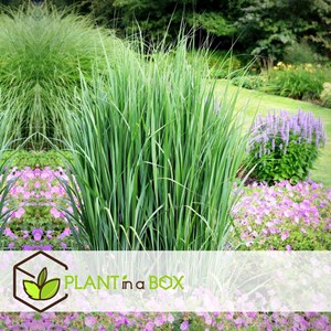 Panicum northwind - 2