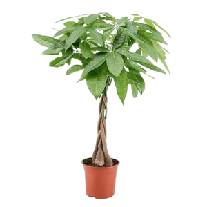 Pachira money tree (arbre à argent)