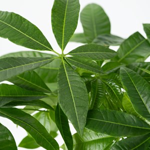 Pachira money tree (arbre à argent)