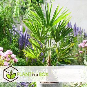 Palmier moulin à vent asiatique - 2