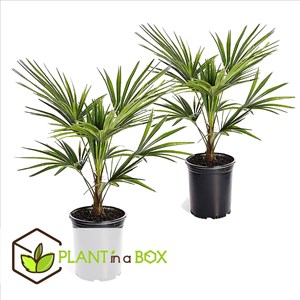 Palmier des vents asiatique x3